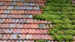 Så rengör du enkelt taket från mossa utan risk – ett enkelt och säkert sätt