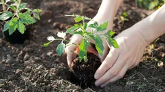 Varför du bör flytta dina tomatplantor varje år: en viktig anledning som många inte känner till