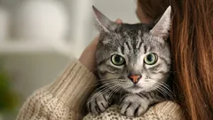 Hur katter hör och ser oss: en simulering som överraskar från första sekunden