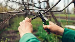 Släng inte grenar efter beskärning – 12 sätt att göra nytta av dem i trädgården