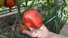 Så fördubblar du tomaternas storlek utan ansträngning: ett mikronäringsämne gör underverk för plantorna