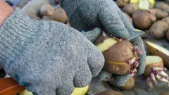 Kan man plantera delad potatis? En oväntad besparing i trädgården