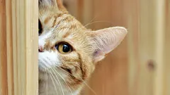 Varför katter ignorerar oss: 6 orsaker till att våra husdjur inte lyder oss