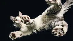 Forskare har tagit reda på hur katter lyckas landa på alla fyra tassar
