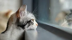 Hur katter vet att husse eller matte snart kommer hem: hemligheten bakom våra husdjur