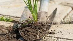 Ogräs på gångar försvinner på en dag: här är vad du behöver strö på dem