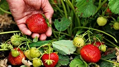 Det här måste du göra med jordgubbar i mars – annars blir det ingen skörd i sommar