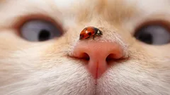 Varför är varje kattens nosmönster unikt? Svaret kan överraska dig