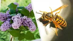 Dessa växter lockar farliga bålgetingar: vilka bör inte planteras nära ditt hem?