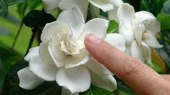 Den bästa krukväxten för hemmet: dess ljuvliga doft fyller alla rum