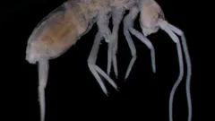 Nästan två kilometer under ytan: vilket landdjur lever djupast av alla?