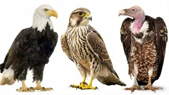 Testa din hjärnkapacitet: Kan du namnge dessa rovfåglar på 30 sekunder?