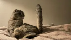 Zoologer: 6 otroligt gulliga saker som katter visar för sin ägare med svansen
