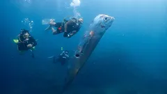 ”Jag har aldrig sett något liknande”: sällsynta domedagsfiskar spolades upp på stranden i Mexiko