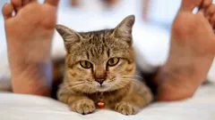 Djur och psykologi: Varför förändras katters beteende när ägaren är sjuk?