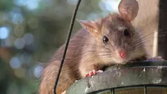 Så skyddar du komposten mot råttor: vad du inte ska lägga i – och vad som faktiskt hjälper