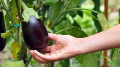 Varför erfarna odlare planterar en aubergine vid växthusets ingång – och vad det gör för nytta