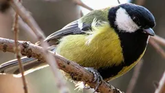 Forskare har efter 75 års studier hittat något märkligt och ”mänskligt” i talgoxars sånger