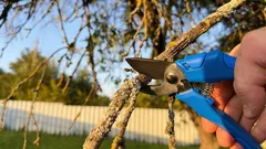 Sekatören kan vänta: 6 växter du aldrig ska beskära i mars