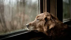 Hur din hund vet att du snart kommer tillbaka: 4 tecken som de märker innan du gör det