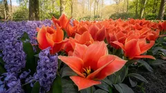 Vilka blommor ska planteras i mars? Bästa valen för en färgstark sommarrabatt