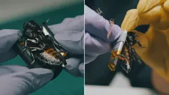 Kackerlackor som cyborger tas i tjänst i Natoarmén – vad kan de göra?