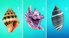 Välj ett snäckskal – testet visar din sanna karaktär