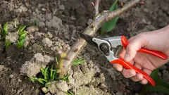 De här växterna ska du alltid beskära i mars – trädgårdsmästare listar 10 arter